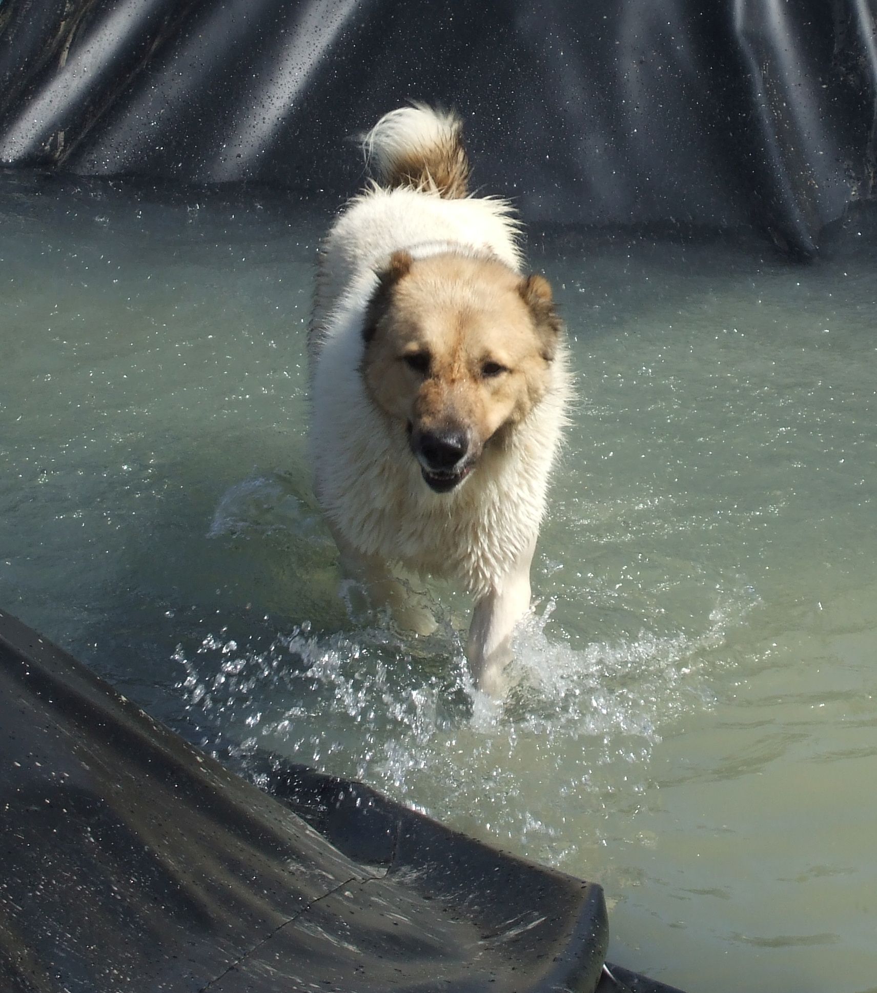 Teichfolie elastplan 2 mm schwarz